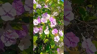 Yesterday-Today-and-Tomorrow, a flower that changes color. One bush, three shades, pure garden magic