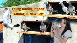 3 Young Racing Pigeon Training In New Loft | New Loft Per Pahli Uran | Racer Pigeon