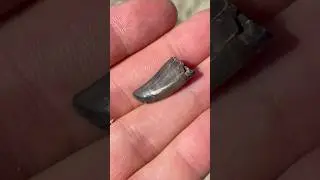 Shiny enamel on this fossil theropod dinosaur tooth