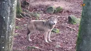 Dödades av varg - nu används 20 år gammal film i utredning