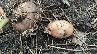 Мой эксперимент по выращиванию картофеля под слоем сена. 