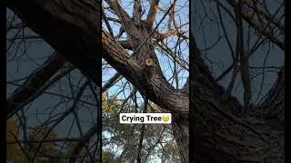 Crying Tree😢 #Shorts