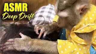 Monkey Grooming ASMR | Deep Calm Triggers for Instant Sleep Drift (No Talking)