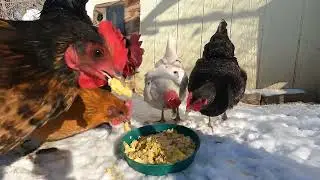 Cold Winter Morning Feeding Chickens &ndash; Scrambled Eggs & Quiet Farm Sounds (14&deg;F)