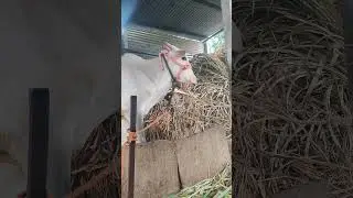#ytshorts #khillar #farming #viralvideo #youtubeshorts