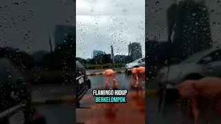 Mengapa Warna Flamingo Bisa Merah Muda