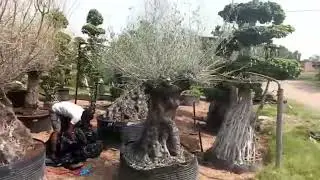 Exotic Spanish 🇪🇸Olive Bonsai Trees | Imported from Spain | Bonsai Garden Nursery 