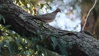The most popular Bird is dove in forest | Dove | obak drisso