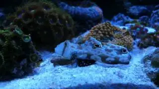 Signigobius Biocellatus