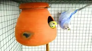 Rainbow Budgies Breeding #rainbowbudgies #violetbudgies