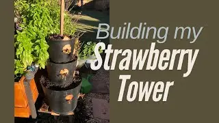 How to Plant Strawberries in a DIY Vertical Tower 🌱🍓