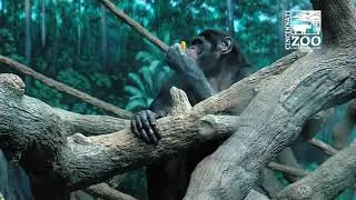 World Bonobo Day - Cincinnati Zoo