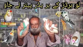 Visit Mehboob Uncle Birds Breeding Setup | Fawn Java , Budgies , Finch , Albino Red Eyes , Lovebirds