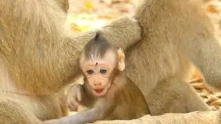 VERY HUNGRY BABY MONKEY BRIGHTEN | MOTHER IGNORE MILK BABY | MONKEY TECHNIQUE
