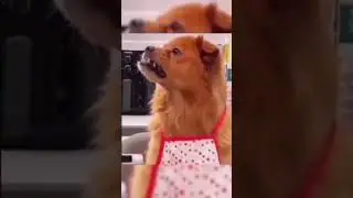 Random animal memes part 25, watch this hilarious animals😂😂 #funny #animalmemes #memes #animals