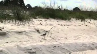 Wind Mark Beach.mpg
