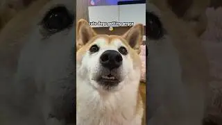 when cute dogs get angry 👹