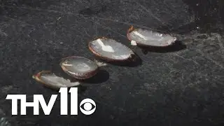 Could Arkansas see snow this winter? | An old folklore tradition offers clues in persimmon seeds
