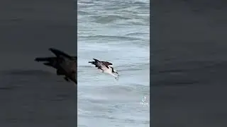 how to Eagle couch fish
