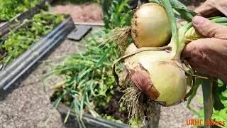 Pulling Compost Grown Ailsa Craig Onions