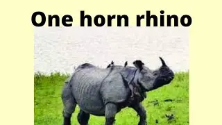 One Horn Rhino। One Horned Rhino UPSC । Indian Rhino Vision 2020। One Horn Rhinoceros