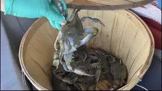 CRABBING at SEVEN BRIDGES ROAD NJ