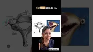 como diferenciar v&eacute;rtebras cervicais, tor&aacute;cicas e lombares.  #estudantedemedicina #medstudent #med