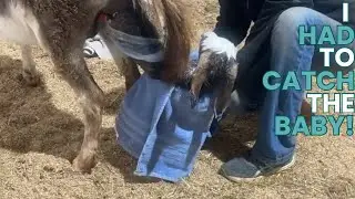 Мини-жеребята-ослики встают!