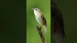 Warbler bird song | Birds Singing #shorts #viral #beaut #beautifulbirds #birdslover #birds #birdlife