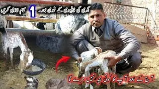 Goat delivery | how to start goat farming business in Pakistan 