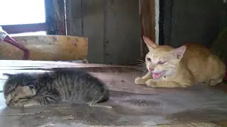 Mother Cat Said To Newborn Kitten: You Can Rest Assured To Sleep, I Am Here And Protect You