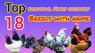 Top 18 fancy chickens breeds with names | fancy chickens setup | free range chicken farming