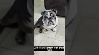 Adorable Bulldog Compilation - Funny and Cute Bulldog Moments