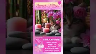 Cute Kitten | Zen Spa Pink Candles | PINK CHANNEL #pinkchannel #kitten #cat #cute #cutecats #shorts