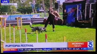 Echo & Dog Training Team at Puptopia Festival in Long Beach on KTLA