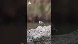 🇩🇪 Wasseramsel / 🇬🇧 White-throated dipper / 🇯🇵 ムナジロカワガラス
