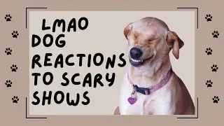 Dogs Can&rsquo;t Handle Horror Movies! The reactions are priceless! Please comment Like/Subscribe 4 more!