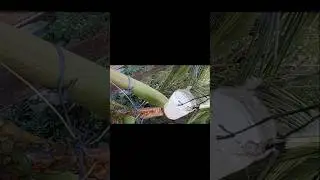 🌴🌴Harvesting Coconut Sap for Natural Sweeteners