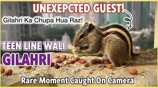 Gilahri Ka Chupa Hua Raz! | OMG! Gilahri Itni Nazdeek?! 🐿️#viralcontent #viral #gilahri 