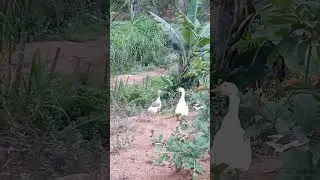 O CANTO DA GALINHA DE ANGOLA , NA RO&Ccedil;A