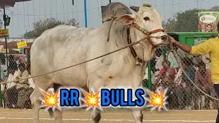 రెంటచింతల గ్రామం సబ్ జూనియర్ విభాగం 💥 9వ జత 💥RR BULLS 💥