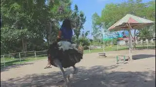 Ostrich Riding in Chiang Rai, Thailand