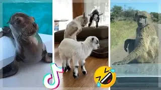 Cute & Funny Animals of TikTok Compilation (2021)