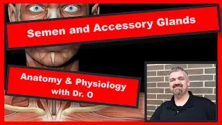 Semen and Male Reproductive Accessory Glands:  Anatomy and Physiology