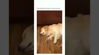 No reaction until&hellip; 😂 #funnydogs #shorts #relaxmydog #funny #dogs
