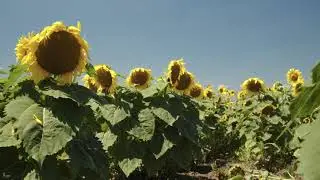Nuseed EU - High Oleic Sunflower Hybrids 2020
