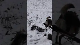 🍖❤️🐕🙏Helped animals #winter #dog #dogs #doglover #animallovers #animallover #friends #life #hungry
