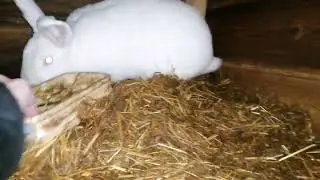 Ciemno wszędzie, głucho wszędzie, a ja u królików 😉