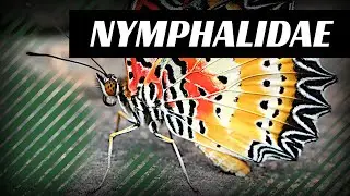 2 minutes on the Nymphalidae | epistemia