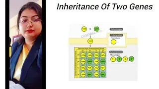 Principle Of Inheritance And Variation- Inheritance Of Two Genes 